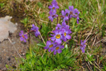 <i>Primula dickieana </i>