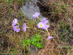 <i>Primula dickieana </i>