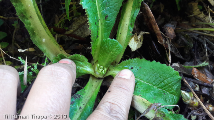 <i>Primula drummondiana </i>