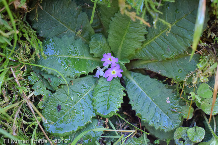 <i>Primula drummondiana </i>