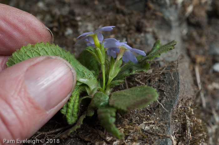 <i>Primula drummondiana </i>