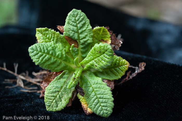 <i>Primula drummondiana </i>