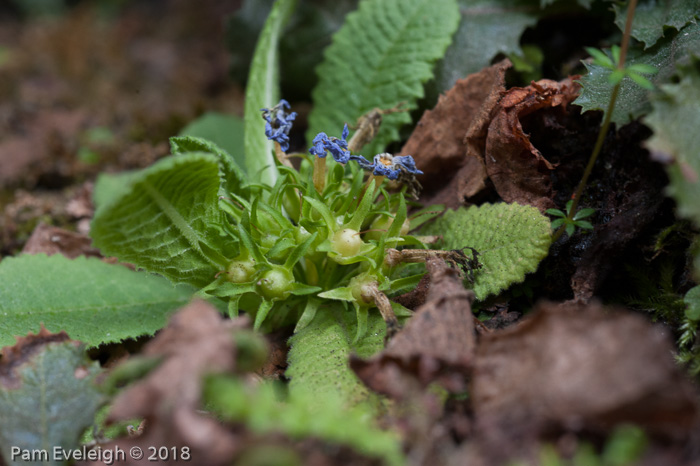 <i>Primula drummondiana </i>