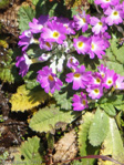 <i>Primula drummondiana </i>