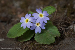 <i>Primula drummondiana </i>