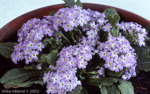 <i>Primula drummondiana </i>