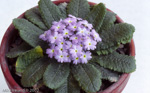 <i>Primula drummondiana </i>