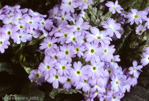 <i>Primula drummondiana </i>