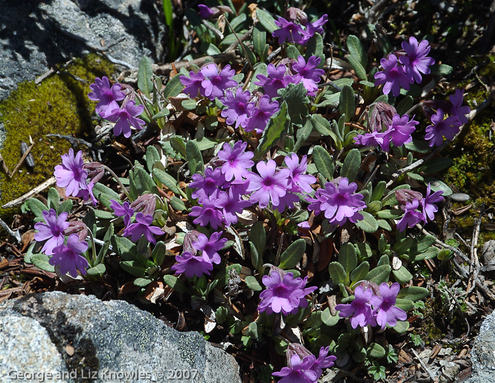 <i>Primula dryadifolia subsp. dryadifolia </i>