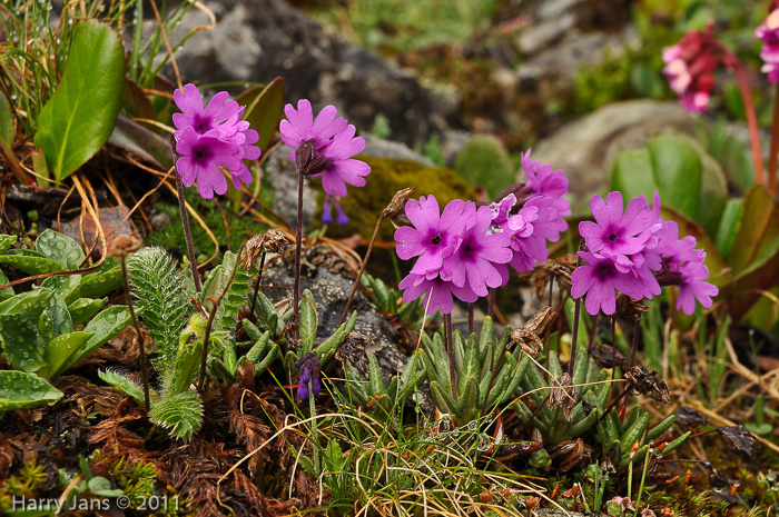 <i>Primula dryadifolia subsp. dryadifolia </i>