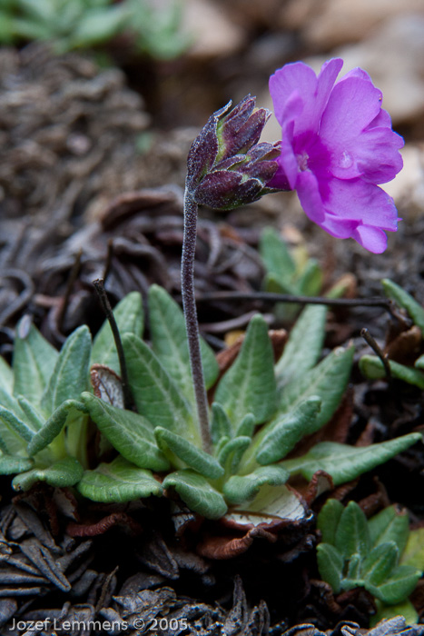 <i>Primula dryadifolia subsp. dryadifolia </i>