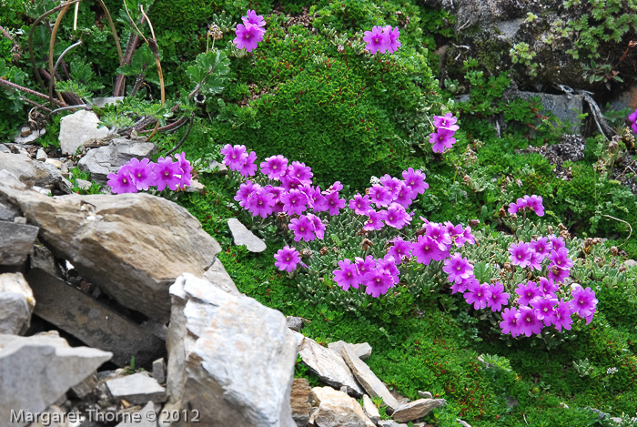 <i>Primula dryadifolia subsp. jonardunii </i>