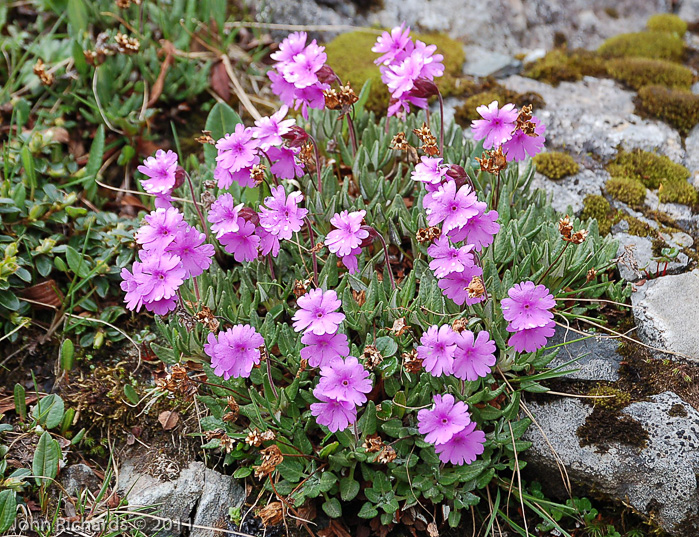 <i>Primula dryadifolia subsp. dryadifolia </i>