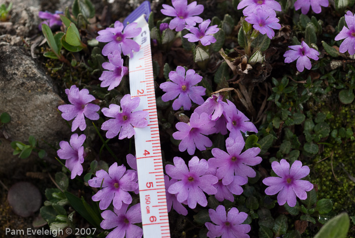 <i>Primula dryadifolia subsp. dryadifolia </i>