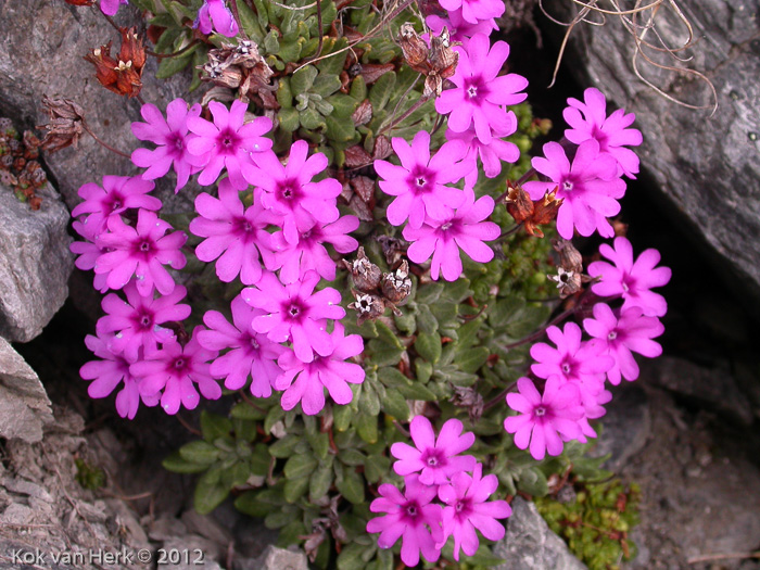 <i>Primula dryadifolia subsp. dryadifolia </i>