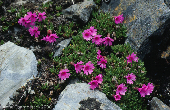 <i>Primula dryadifolia subsp. dryadifolia </i>