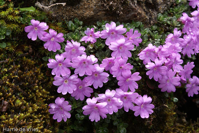 <i>Primula dryadifolia subsp. dryadifolia </i>