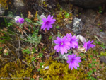 <i>Primula dryadifolia subsp. jonardunii </i>