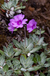 <i>Primula dryadifolia subsp. dryadifolia </i>