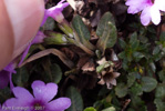 <i>Primula dryadifolia subsp. dryadifolia </i>