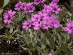 <i>Primula dryadifolia subsp. dryadifolia </i>