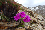 <i>Primula dryadifolia subsp. dryadifolia </i>