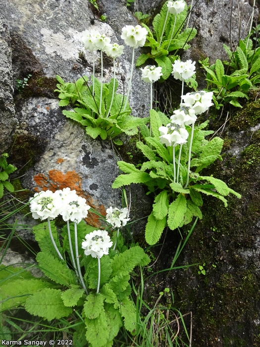 <i>Primula eburnea </i>