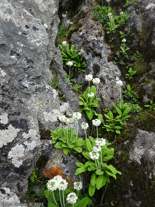 <i>Primula eburnea </i>