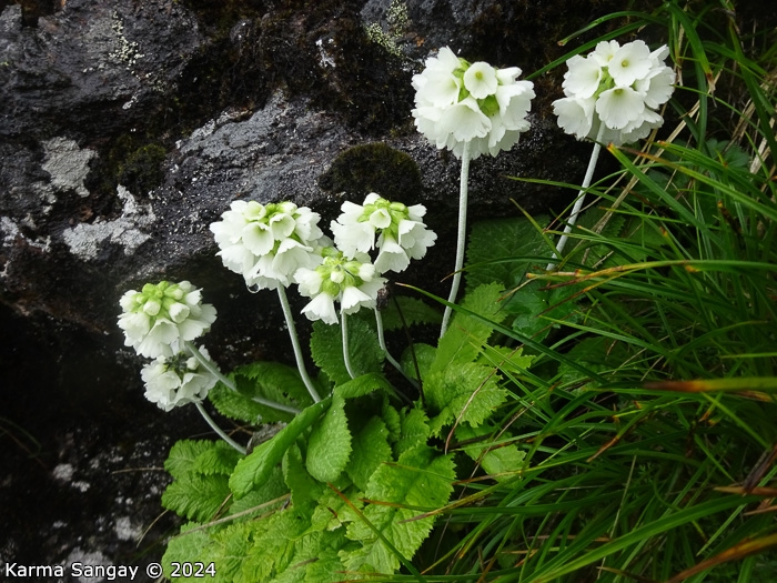 <i>Primula eburnea </i>