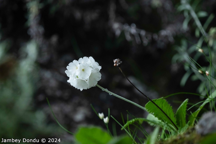 <i>Primula eburnea </i>
