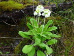 <i>Primula eburnea </i>