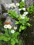 <i>Primula eburnea </i>