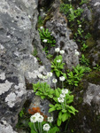 <i>Primula eburnea </i>
