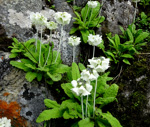 <i>Primula eburnea </i>