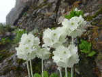 <i>Primula eburnea </i>