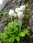 <i>Primula eburnea </i>