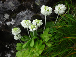 <i>Primula eburnea </i>