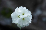 <i>Primula eburnea </i>