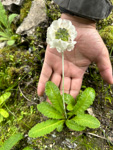 <i>Primula eburnea </i>