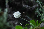 <i>Primula eburnea </i>