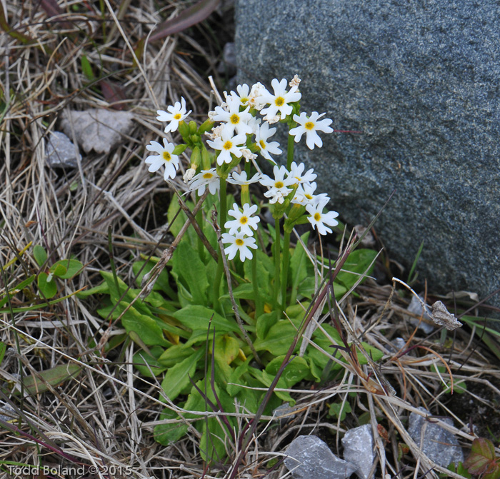 Primula egaliksensis