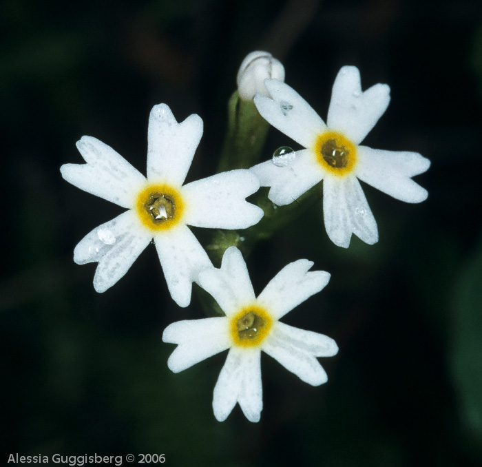 Primula egaliksensis