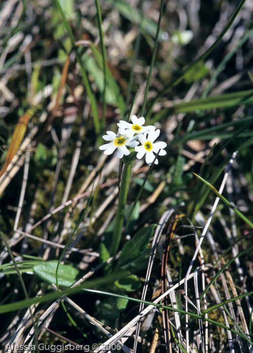 Primula egaliksensis