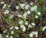 Only small flowers at bottom left are P. egaliksensis
Large flowers are P. mistassinica