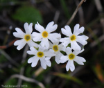 Primula egaliksensis