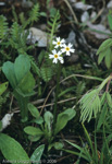 Primula egaliksensis