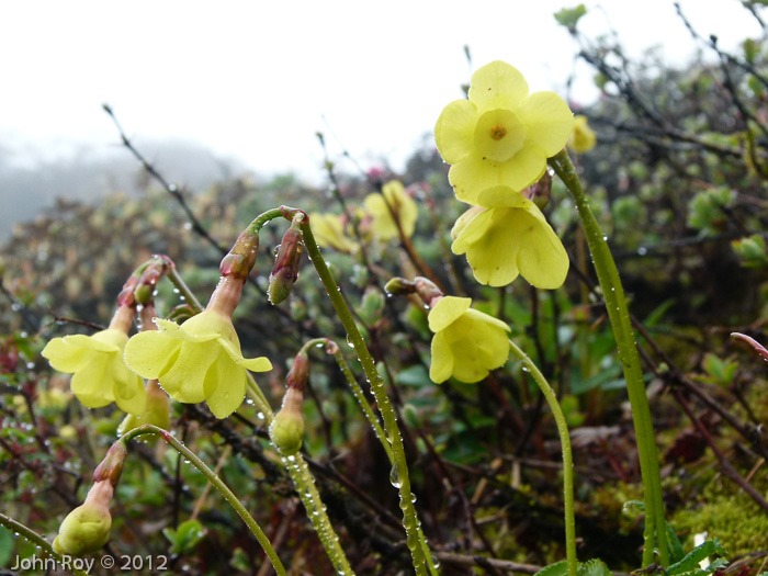 Primula elizabethae