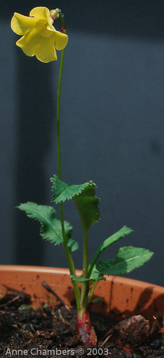 Primula elizabethae