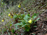 Primula elizabethae