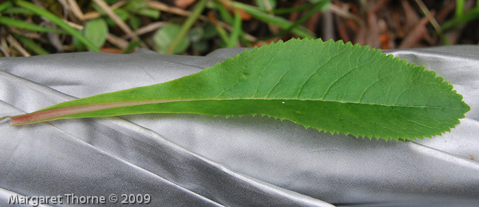 var elongata